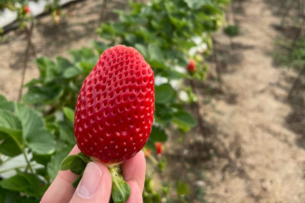 Fragaria-freson2