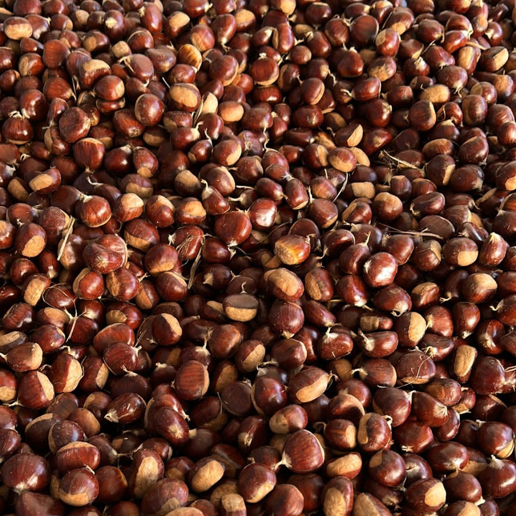 Primer plano de numerosas castañas frescas amontonadas, con cáscaras brillantes de tonos marrones y bases de color beige, algunas todavía con restos de tallos.