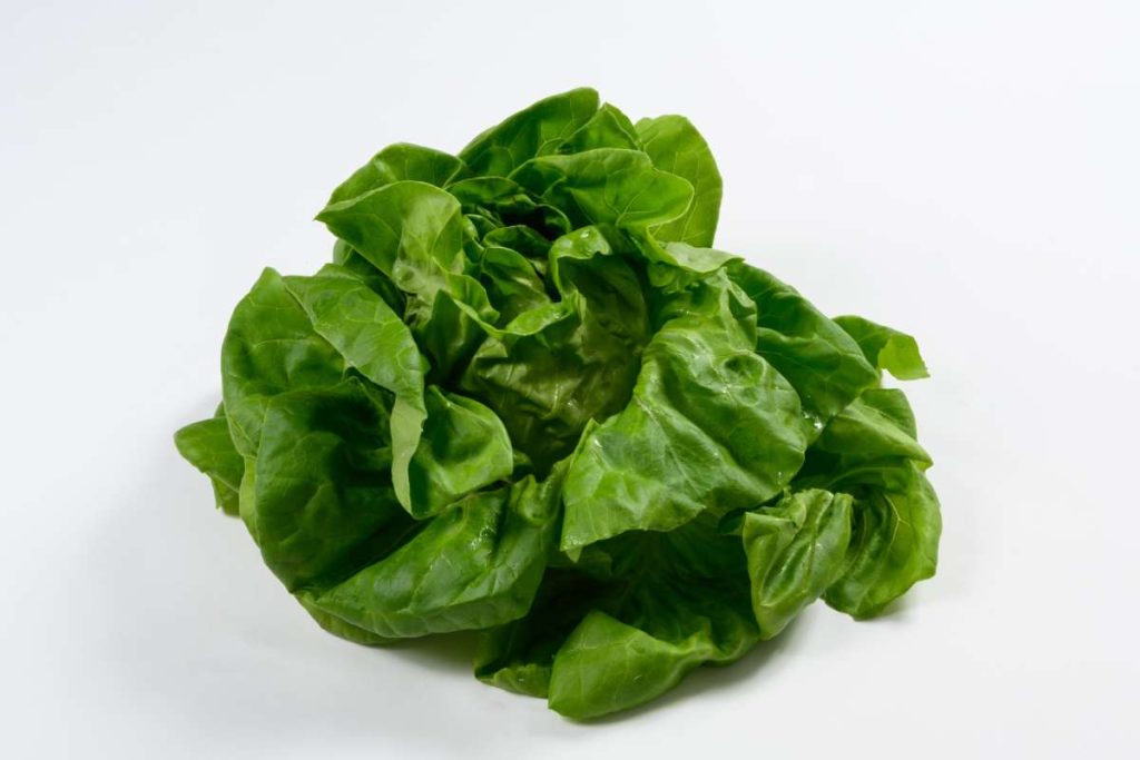 Lechuga trocadero sobre fondo blanco.