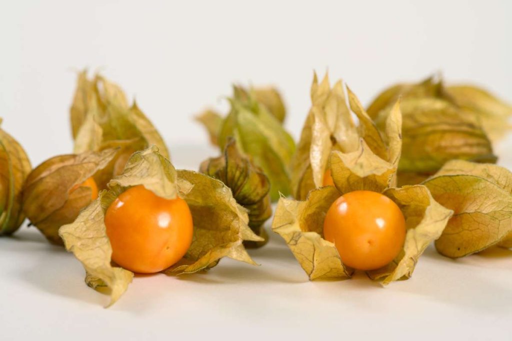 Frutos de physalis naranjas, algunos abiertos y rodeados por su envoltura seca.