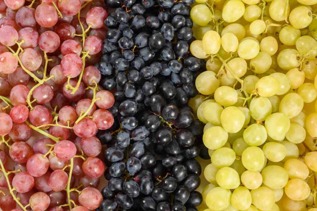 Racimos de uvas rojas, negras y verdes.